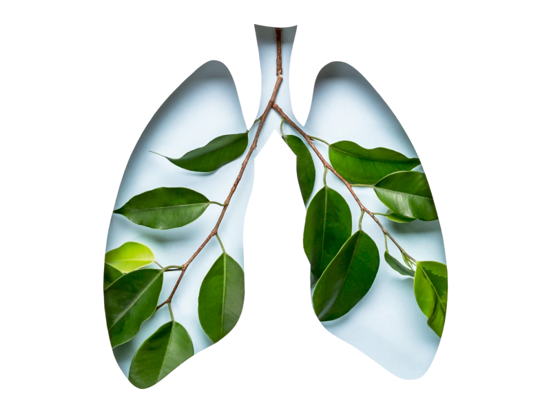 lungs with some leaves inside